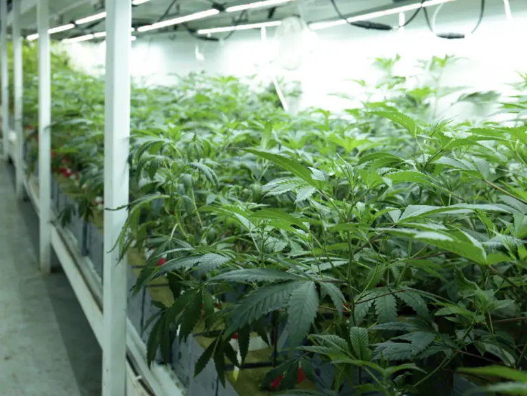 Fully Equipped LA Facility Instant Cultivation Startup