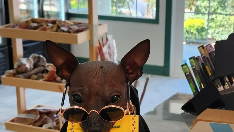 New Training Classes at PetNMind