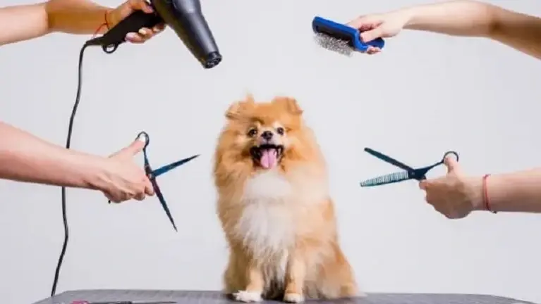 Thriving Dog Grooming Spa with Loyal Clientele