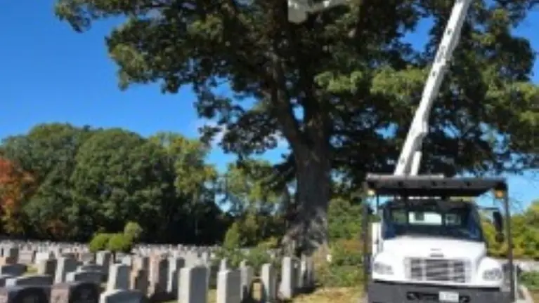 Landscape & Landscape Service