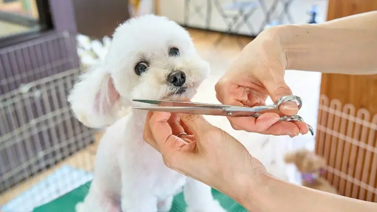 Confidential Dog Grooming Business For Sale