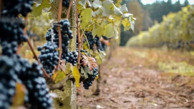 Massachusetts Alcohol Distributor for Sale