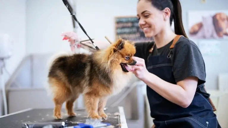 NEW PRICE!! Award-Winning Boutique Pet Grooming Salon