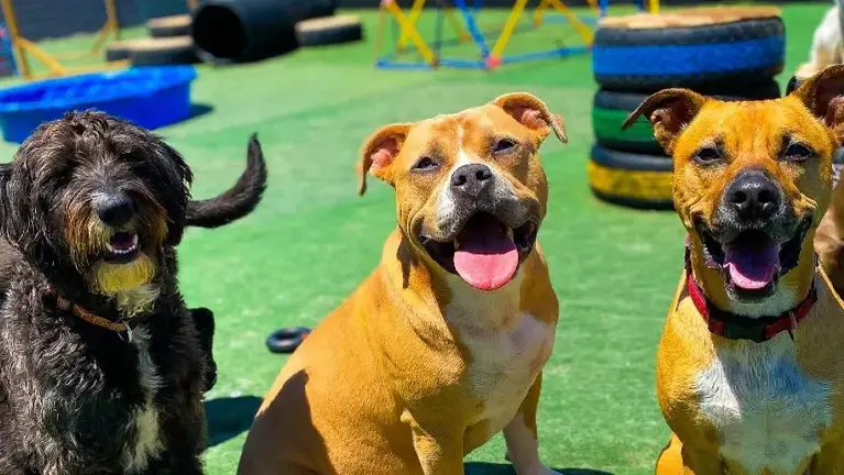 Pet Day Care Business for Sale
