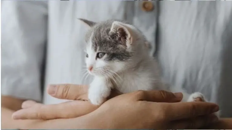 Turnkey Unique Pet Service Business in Volusia County