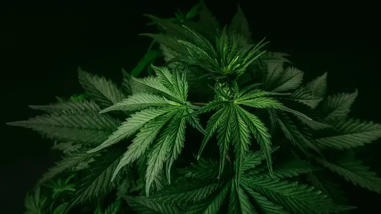 Established THC-A & Hemp Retailer