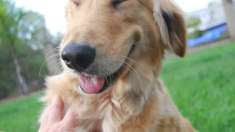 Established Veterinary Practice with Real Estate