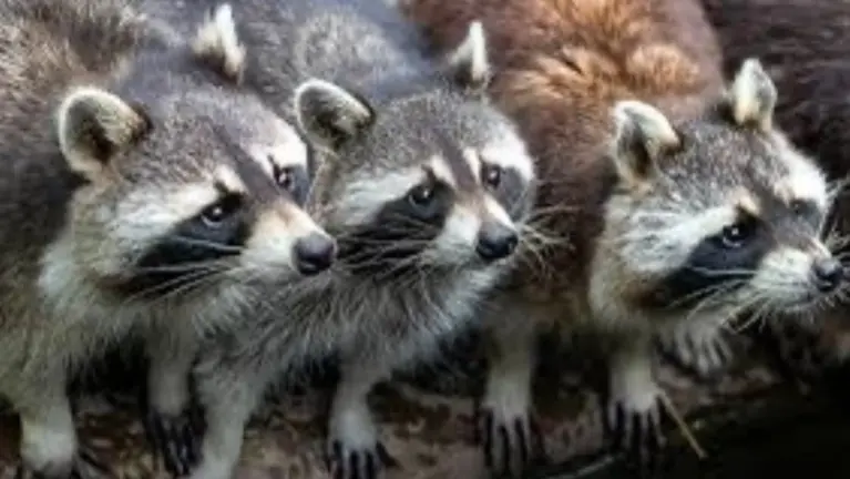 Exploding Wildlife Control Franchise | Low $10K Investment!