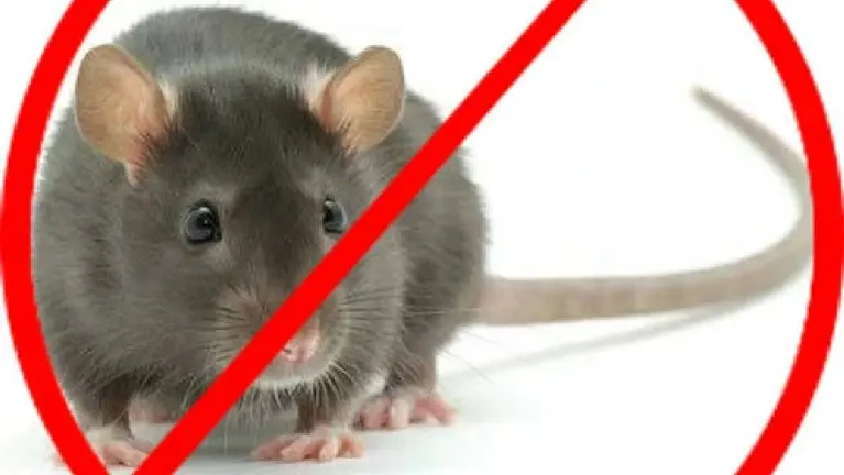 Established Pest Control Service Company