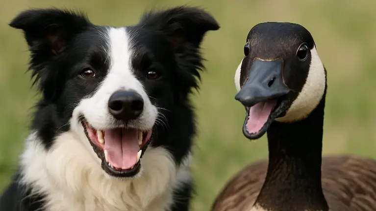 Canada Goose Control