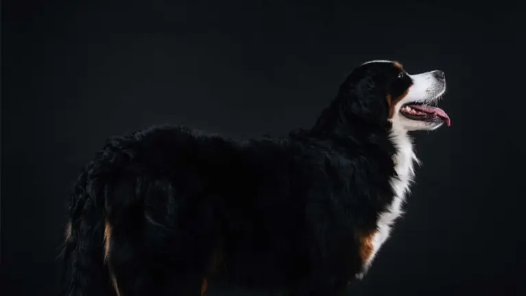 Profitable- Low Overhead, Dog Training Business