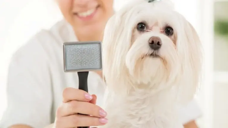 Pet Grooming Business