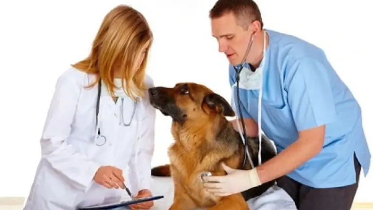 19 Years of Loyal Clients. One Veterinarian. Room to Grow.