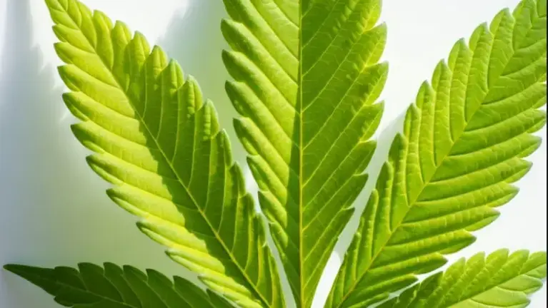 TurnKey Growing Dispensary in Somerset County with Property