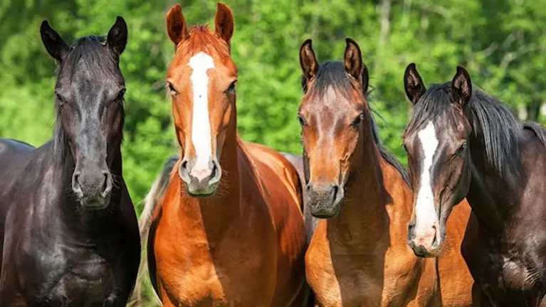 Equestrian School