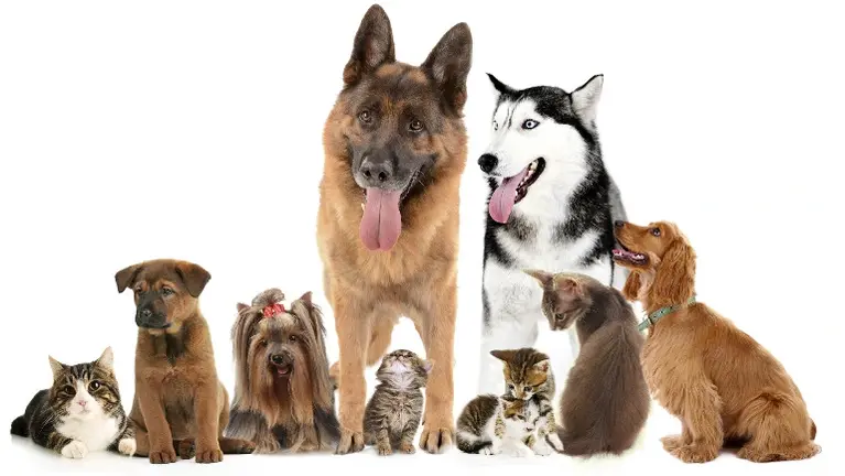 Dog Cat Supplement Business $12,500