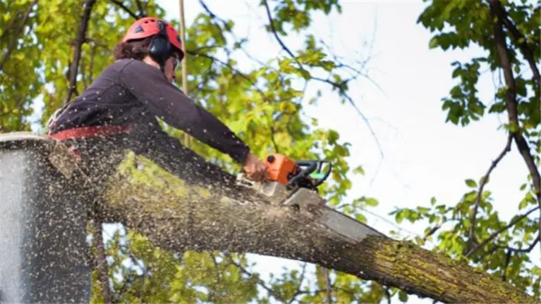 Well Established and Profitable Tree Service