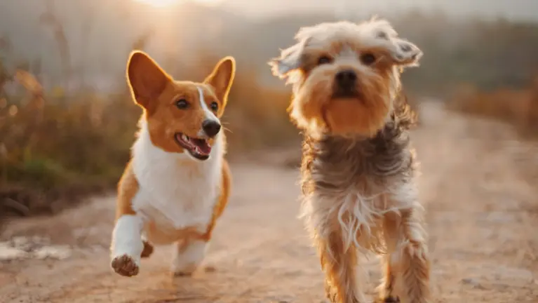 Tech-Enabled Pet Services Training Company