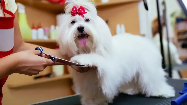 Top Rated Pet Salon Profitable Great Leas