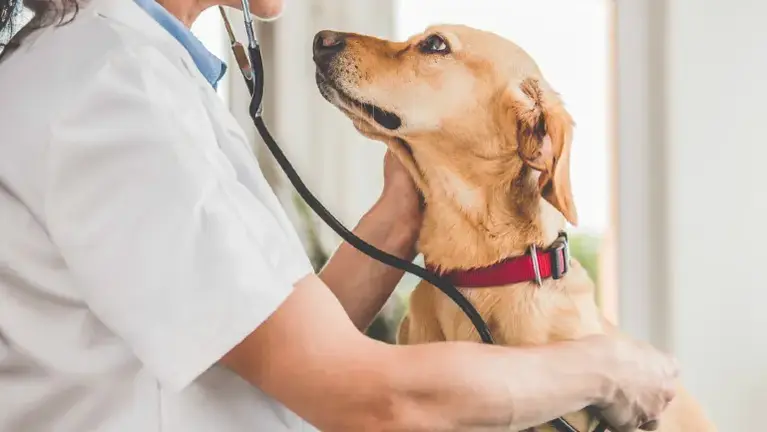 Very Profitable Pet Care Clinic