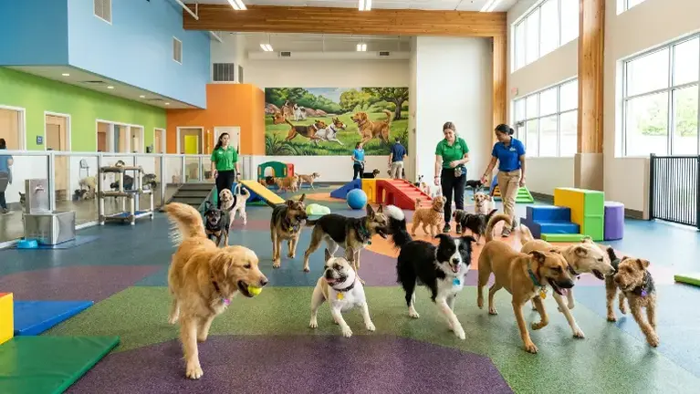 $356K SDE Semi-Absentee Dog Daycare & Boarding (Unbroker Exclusive)