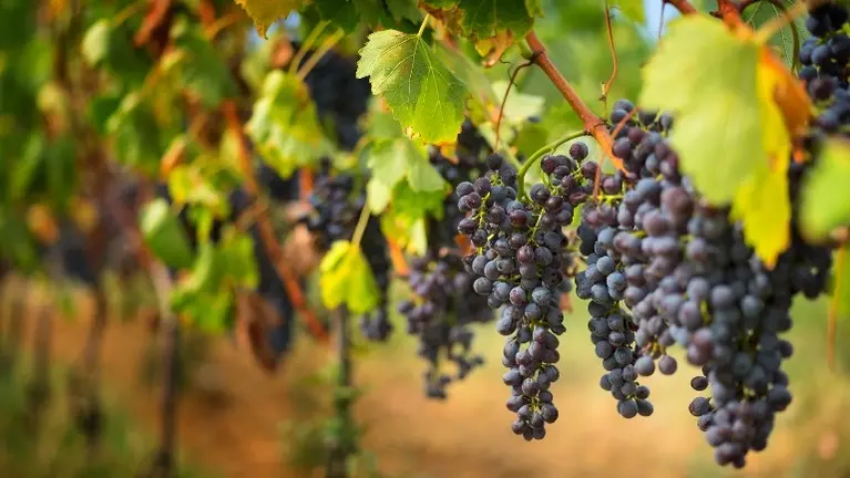 Award-Winning  Napa Valley Winery