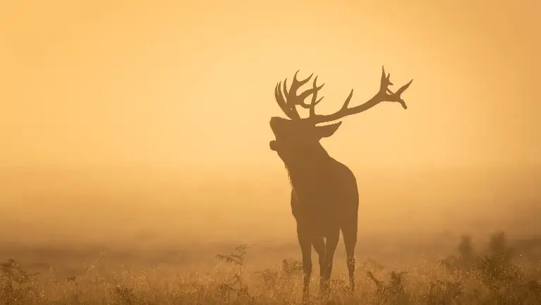 Exciting Opportunity in the Hunting and Fishing Retail Market – West M