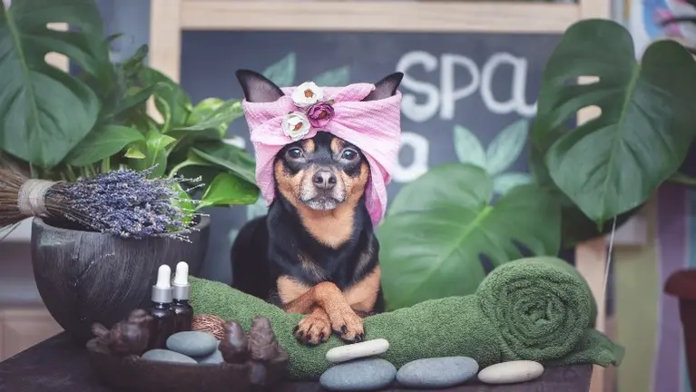 Established Grooming Business