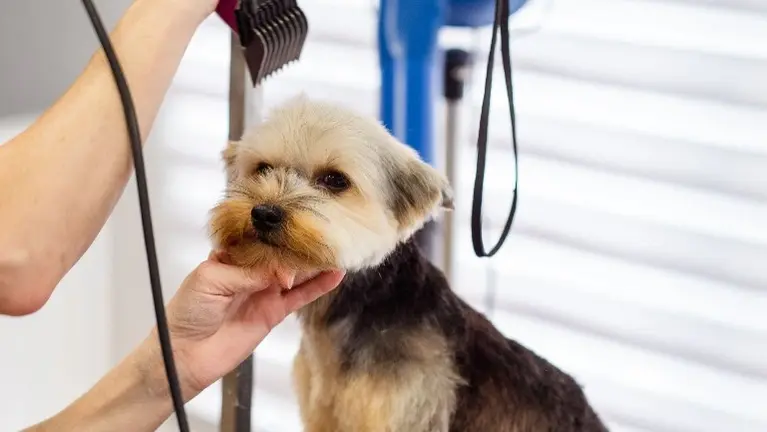 Pet Store & Grooming