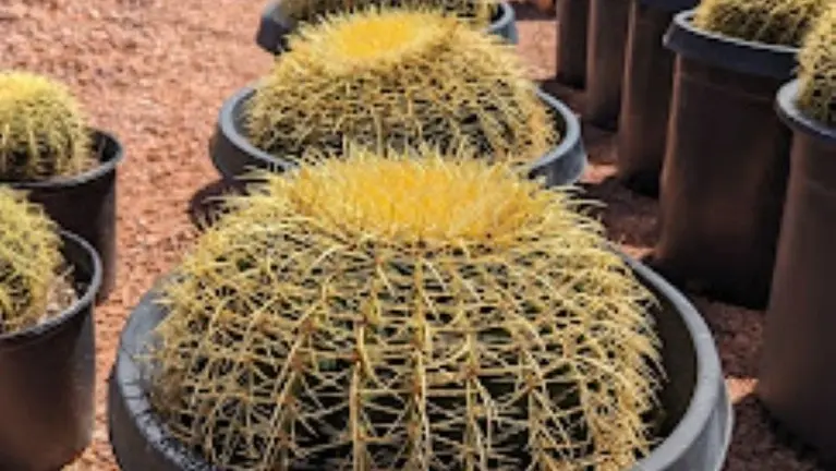 Desert Nursery & Garden Center in Southern Utah