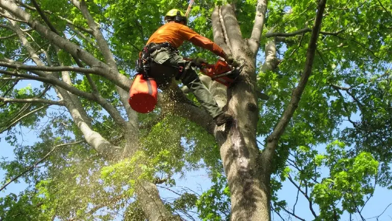 Profitable Tree Service Business #3425