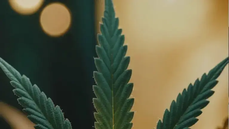 Fully Licensed, Turnkey Cannabis Retail Dispensary, Union County