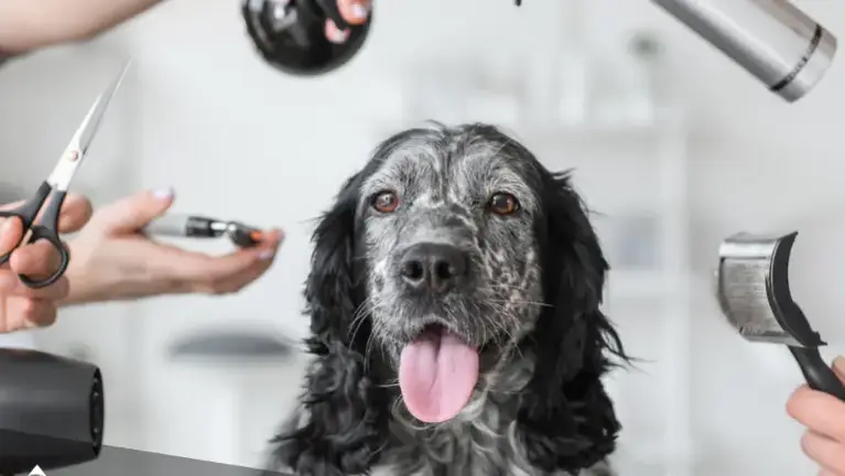 Fully Equipped Pet Grooming Salon | Consistent Customers