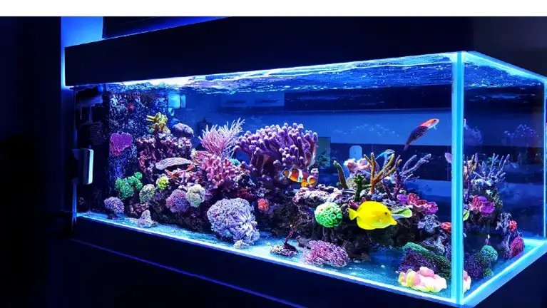 Established Exotic & Predatory Fish Store – Specialty Aquarium Retail