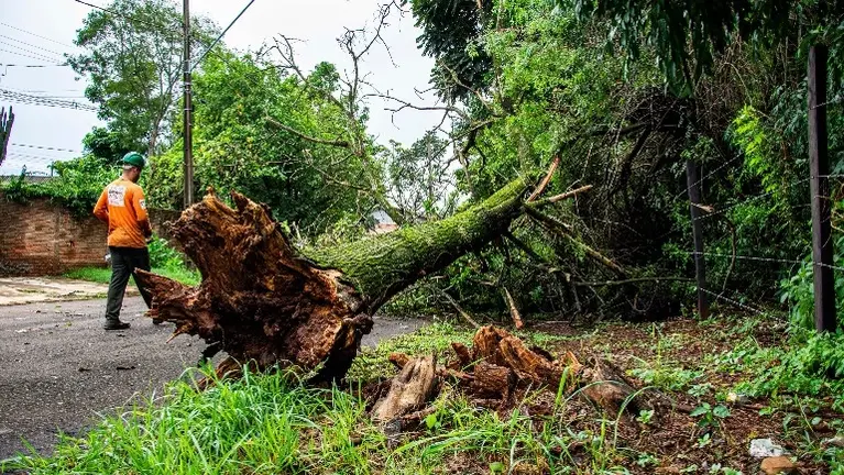 Tree Removal and Maintenance Service Company For Sale