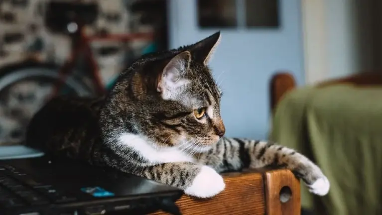 Part Time Pet Sitting Opportunity