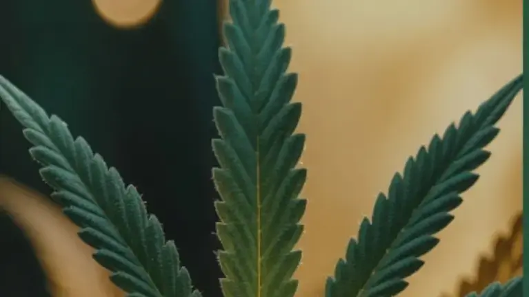 Fully Licensed, Profitable Turnkey Cannabis Retail Dispensary